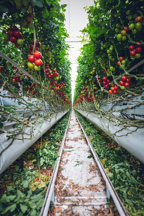 CLIMATE CONTROLLED GARDEN